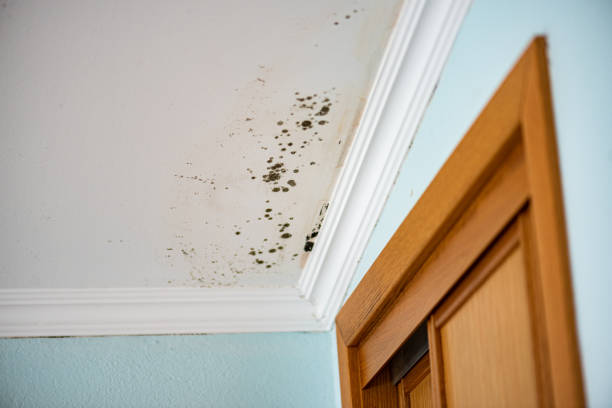 Best Kitchen Mold Remediation in Medina, WA