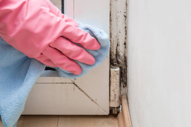 Best Bathroom Mold Remediation in Medina, WA